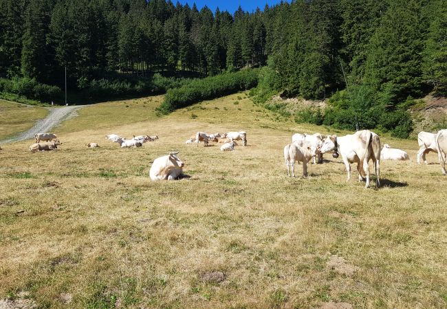 Apartment in Prapoutel - E303 - 55 m2 - 3P - 6 pers Apartment in Prapoutel - E303 - 55 m2 - 3P - 6 pers